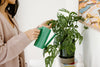 Person in a robe watering a Monstera plant in a pot next to a colorful painting.