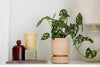 A potted plant with holey leaves sits beside a brown jar, a yellow vase, a rectangular block, and a lamp on a white surface.