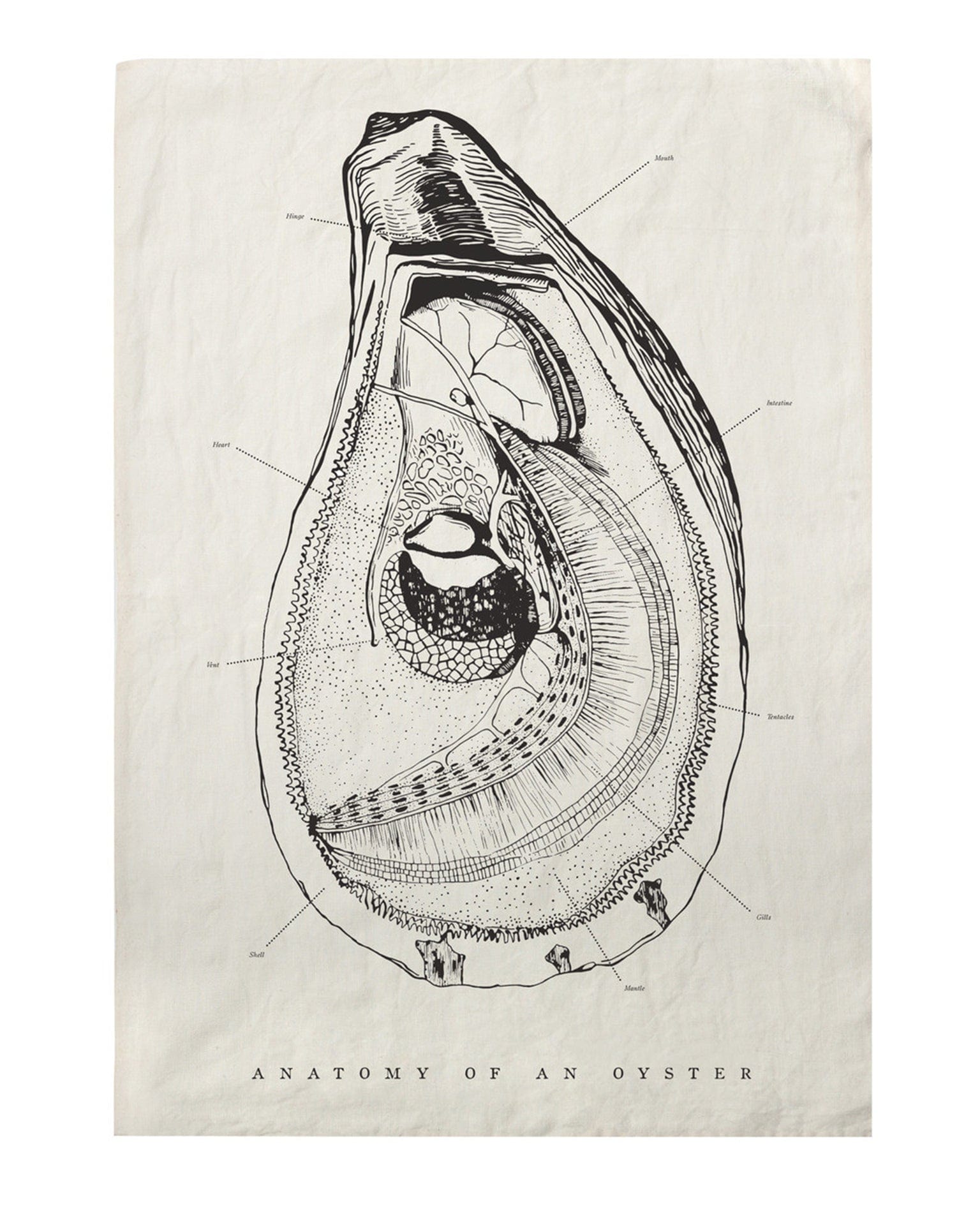 Oyster Anatomy Tea Towel